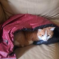 Gatto Rosso