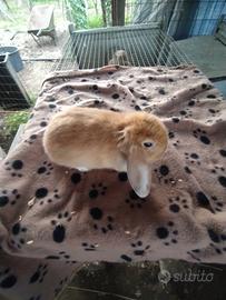 Coniglietto ariete nano