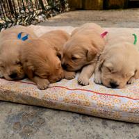 Golden retriever americani 100% pedigree ENCI