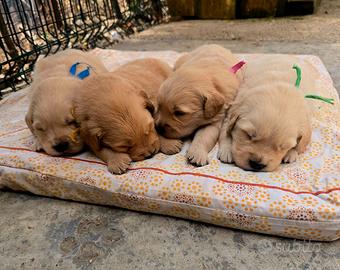 Golden retriever americano 100% pedigree ENCI