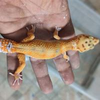 Geco leopardino