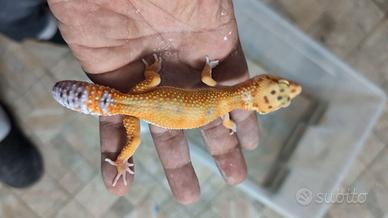 Geco leopardino