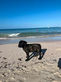 Cucciolo cane corso