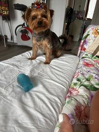 Yorkshire terrier maschio per accoppiamento
