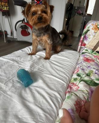 Yorkshire terrier maschio per accoppiamento