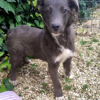 Adozione cucciola 5 mesi e mezzo