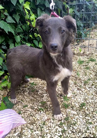 Adozione cucciola 5 mesi e mezzo