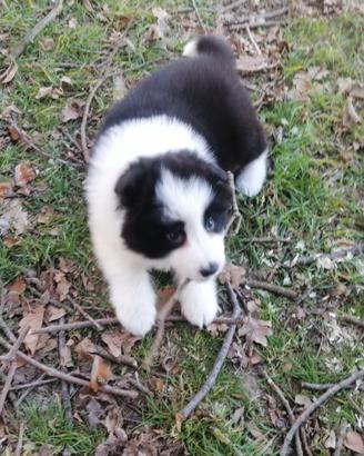 Cuccioli di border collie