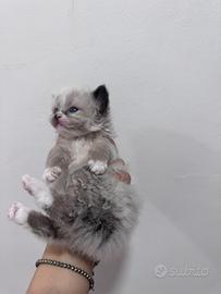 Ragdoll maschietti/ femminucce