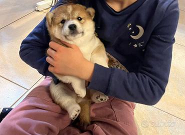 Cuccioli Shiba Inu