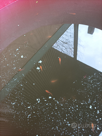 Pesci Medaka a partire da 1 l'uno