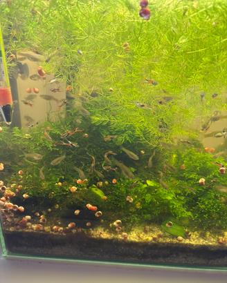 Endler disponibili