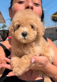 Cuccioli Barboncino Toy e nano