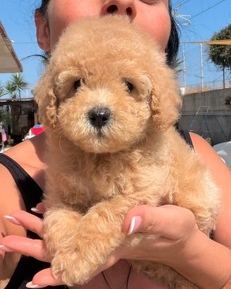 Cuccioli Barboncino Toy e nano