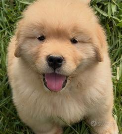 Golden Retriever