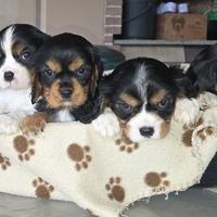 Cuccioli di Cavalier King