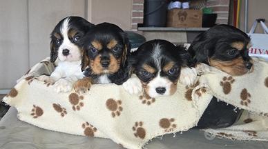 Cuccioli di Cavalier King