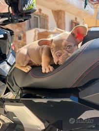 Bulldog francese femmina