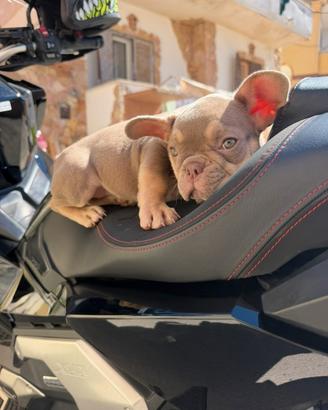 Bulldog francese femmina