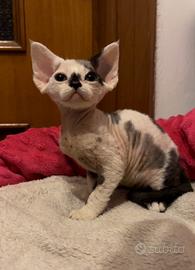 Devon Rex