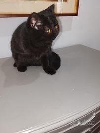 Gatto British short hair