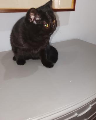 Gatto British short hair