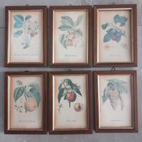 set stampe botaniche