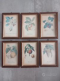 set stampe botaniche