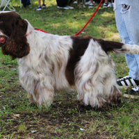Cocker spaniel disponibile per monta