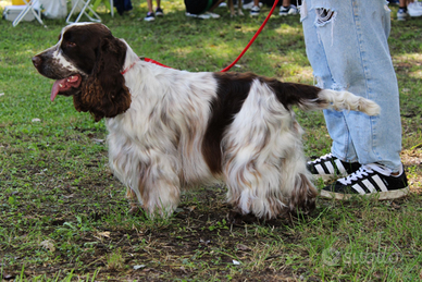 Cocker spaniel disponibile per monta