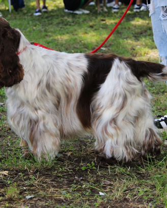 Cocker spaniel disponibile per monta