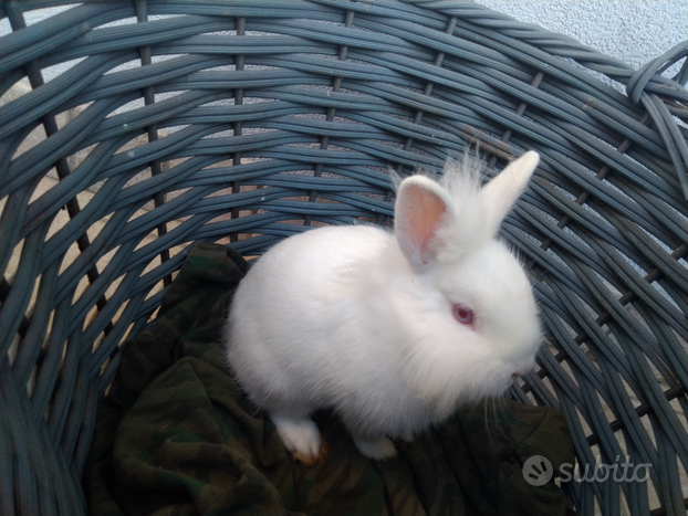 Coniglio nano bianco maschio cucciolo