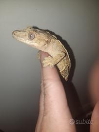 Geco Correlophus ciliatus maschio