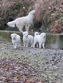 Cuccioli pastore maremmano