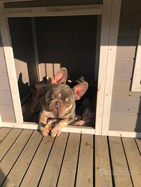 Bulldog francese esotico per monta