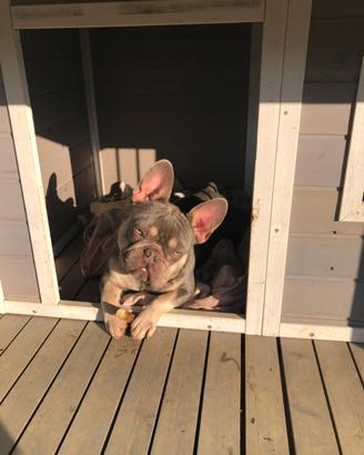 Bulldog francese esotico per monta