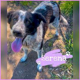 Serena: socievole, intelligente e coccolona