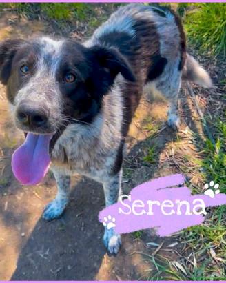 Serena: socievole, intelligente e coccolona