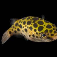 PESCI PALLA vari tipi