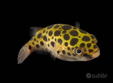 PESCI PALLA vari tipi