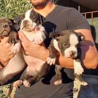 Micro bully