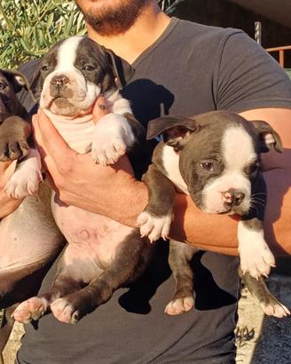 Micro bully