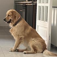 Golden retriever da monta