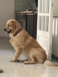 Golden retriever da monta