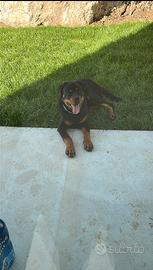 Rottweiller maschio per monta