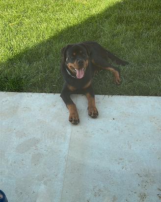 Rottweiller maschio per monta