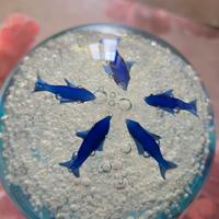 Sfera di cristallo acquario