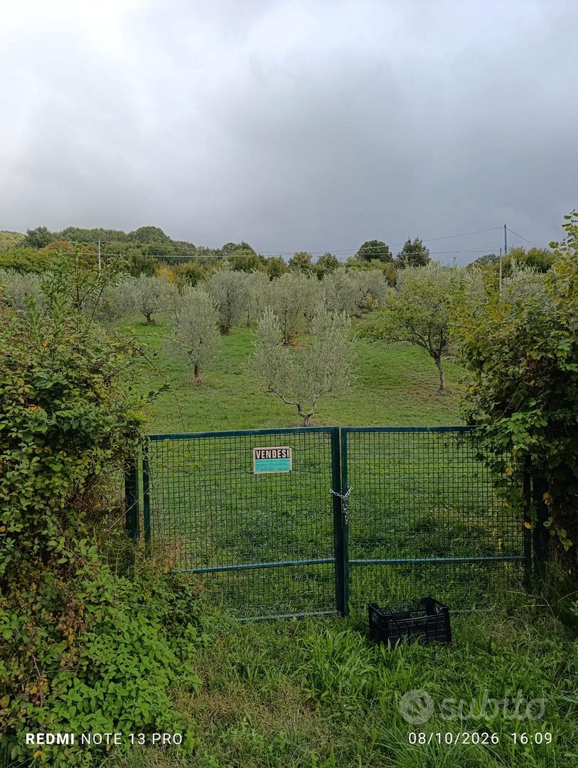TERRENO AGRICOLO CON OLIVI E PIANTE DA FRUTTO - Altro