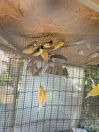 Diamanti di gould