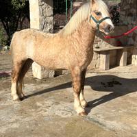 Welsh Pony